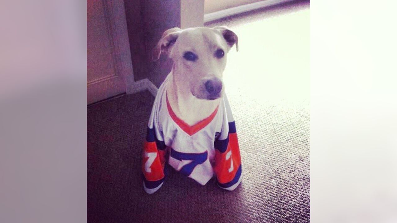 Broncos Celebrate Dress Up Your Pet Day