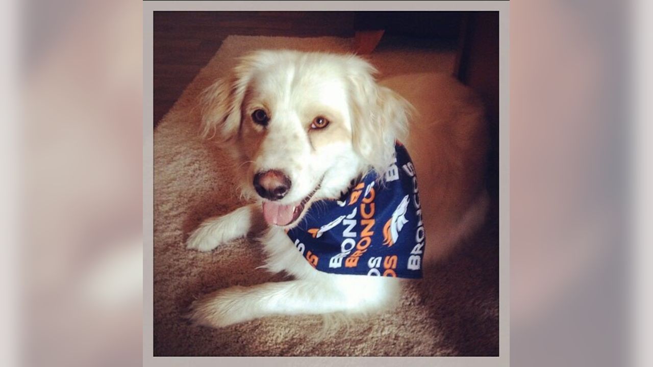 National Puppy Day: good Broncos' pups