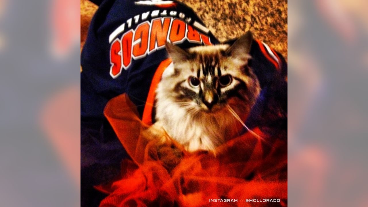 denver broncos cat jersey