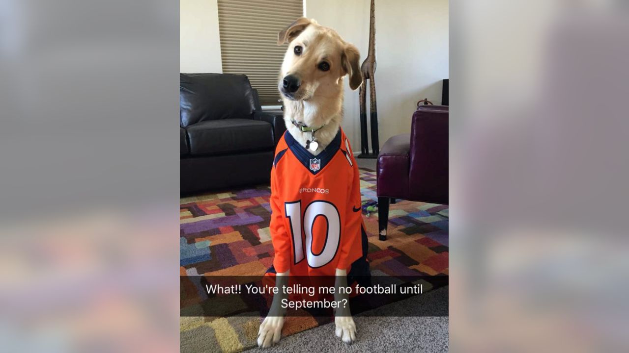 Denver Broncos on X: #BroncosCountry doggos are the best doggos.  #NationalPuppyDay 