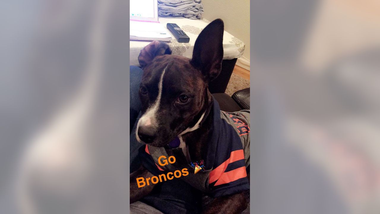 National Puppy Day: good Broncos' pups