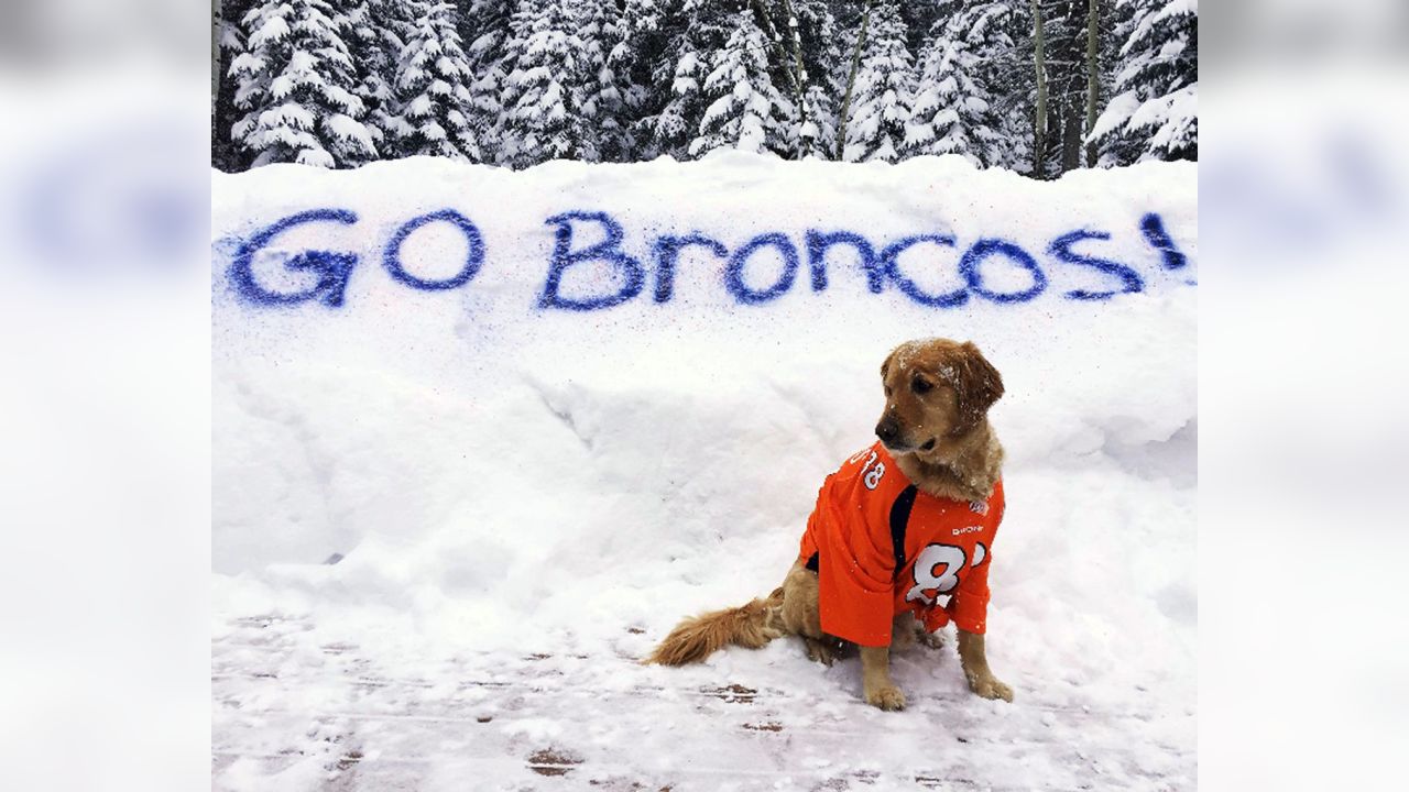 Denver Broncos on Twitter: Now THESE are some good #BroncosCountry pups!  58/10 if you ask us, @dog_rates. Fan 