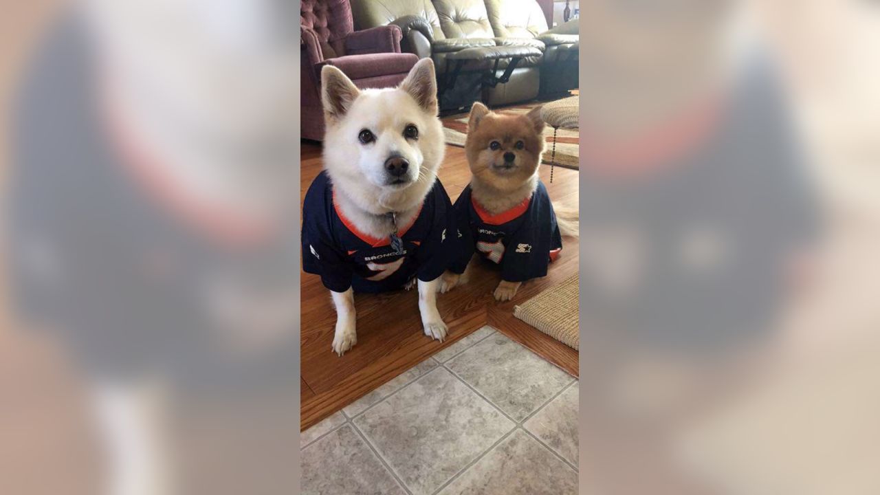 Denver Broncos on X: Happy #NationalDogDay to all our favorite  #BroncosCountry pups! Send us your photos and we'll RT our favorite 