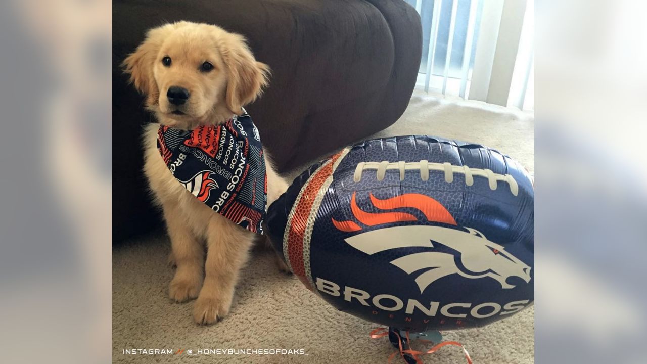 denver broncos dog costume