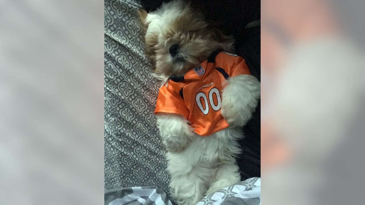 National Puppy Day: good Broncos' pups