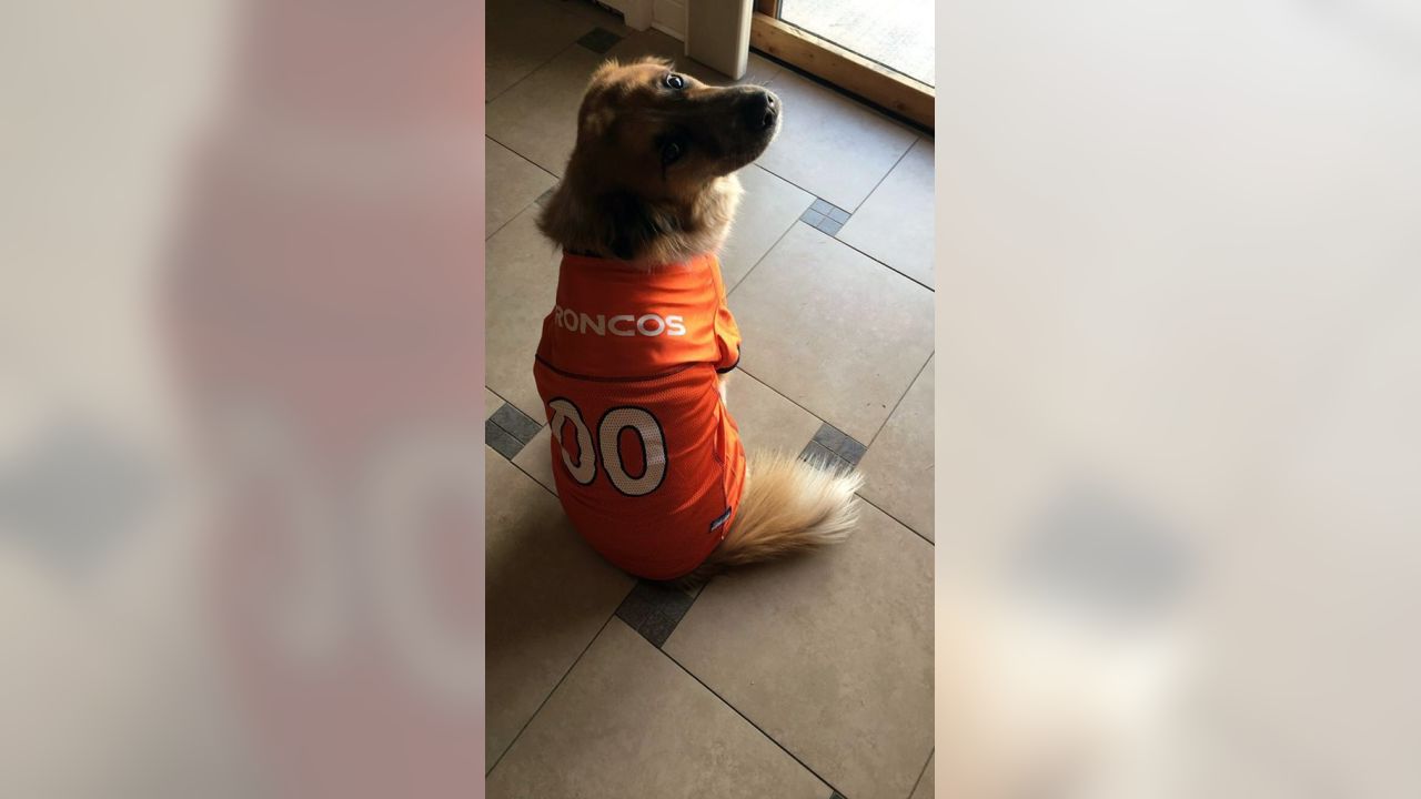 denver broncos dog costume