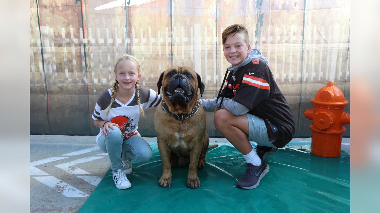 Browns to unveil live bull mastiff mascot named Swagger