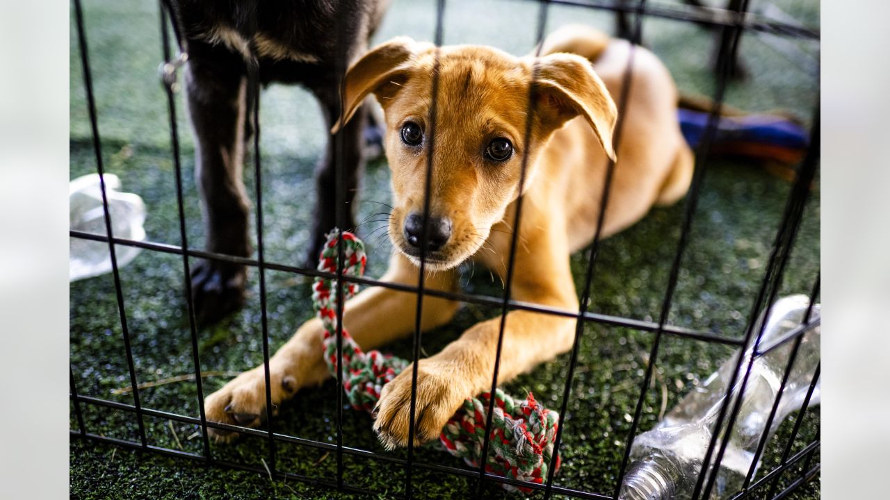 Sugardale Foods - The Sugardale Puppy Pound at Cleveland Browns Training  Camp is the perfect place to adopt your new best friend! Northeast Ohio  SPCA No-Kill Pet Shelter is working hard to