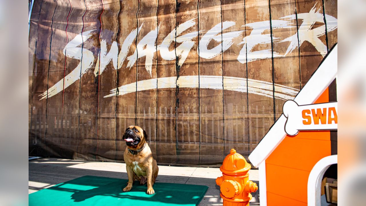 Swagger, the Cleveland Browns bullmastiff mascot, is retiring after  Sunday's game