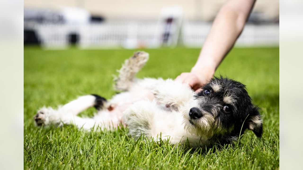 Cleveland Browns Help 82 Ohio Puppies Get Adopted, Look At Them!!!