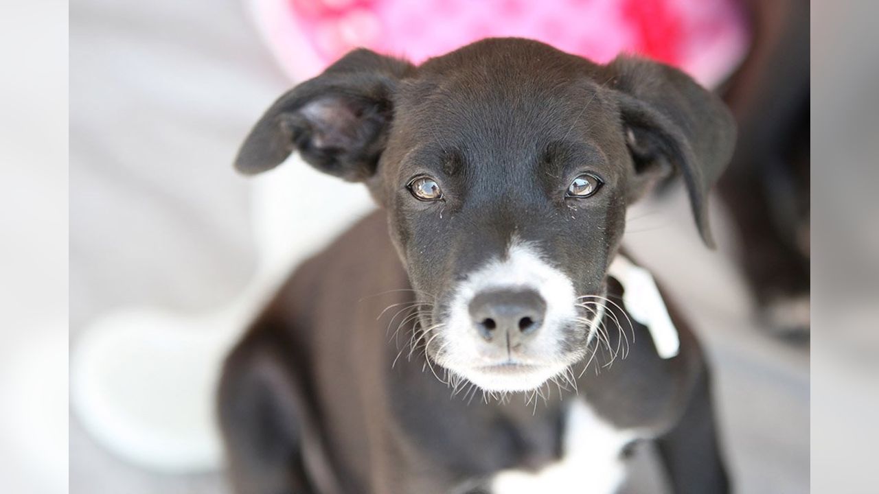 Cleveland Browns Help 82 Ohio Puppies Get Adopted, Look At Them!!!