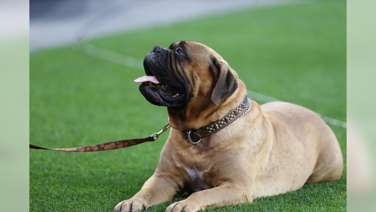 Swagger, the Cleveland Browns bullmastiff mascot, is retiring after  Sunday's game