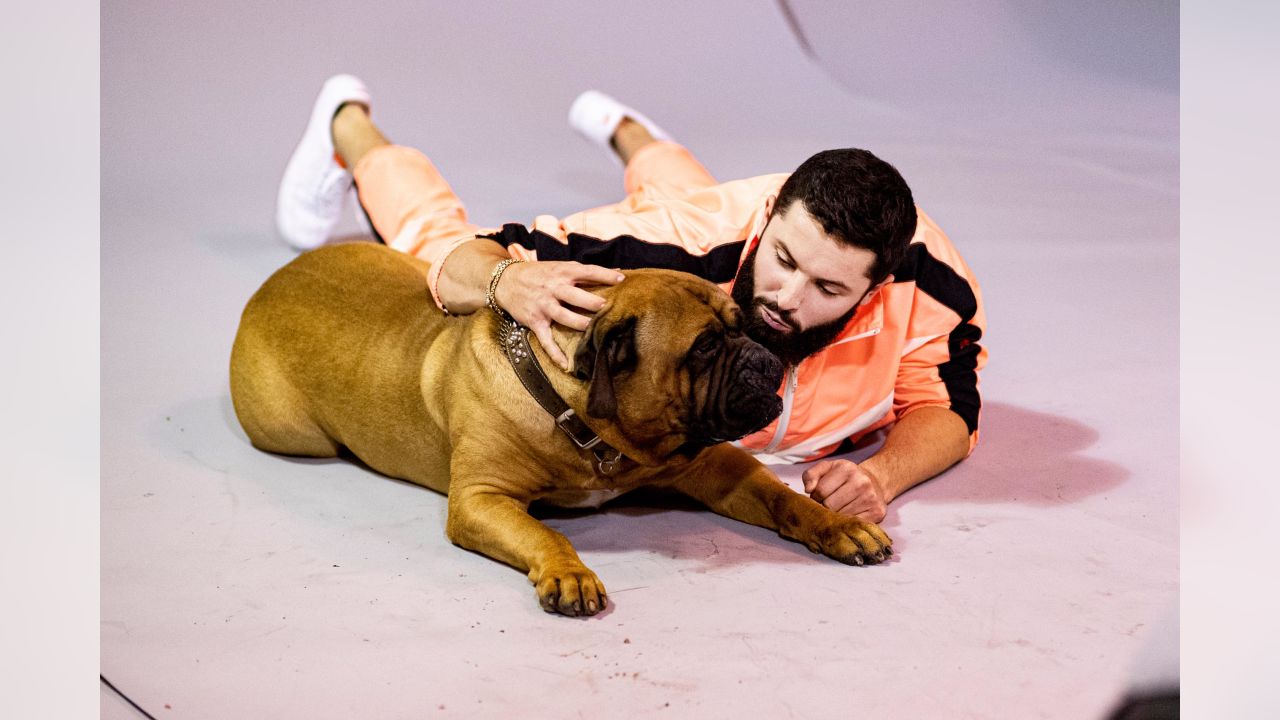 Browns to unveil live bull mastiff mascot named Swagger