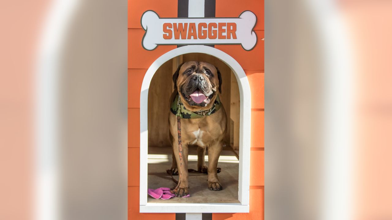 Swagger, the Cleveland Browns bullmastiff mascot, is retiring