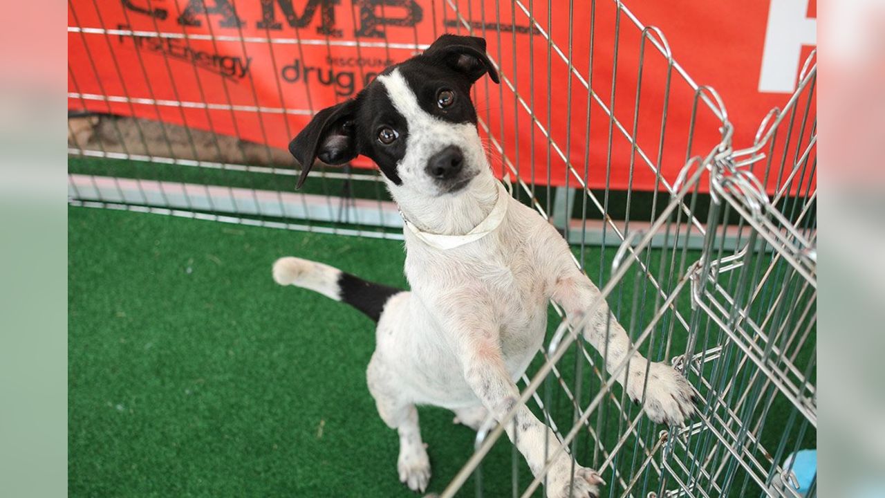 Cleveland Browns - Puppy Pound is back with #BrownsCamp '22! 