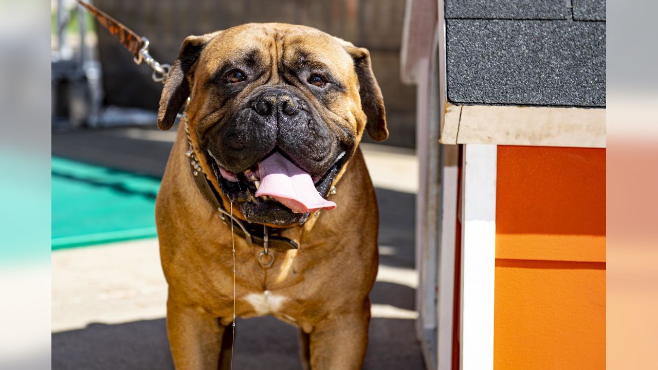 Swagger, the Cleveland Browns bullmastiff mascot, is retiring