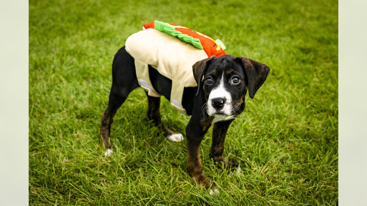 NFL Cleveland Browns Dog Costumes