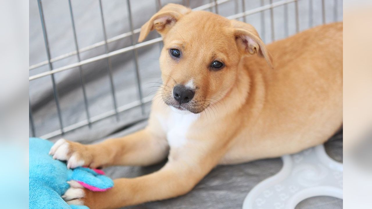 In the dog days of summer, the Cleveland Browns' puppy adoption