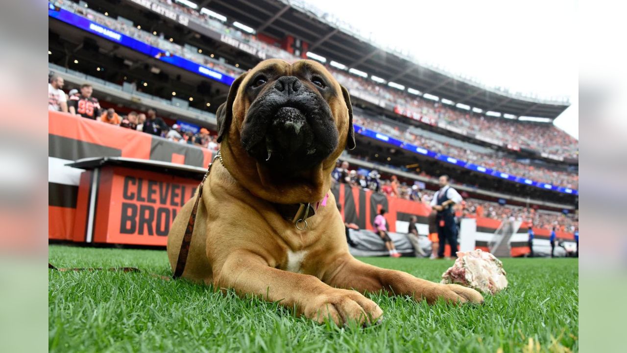 Beloved Browns mascot Swagger passes away