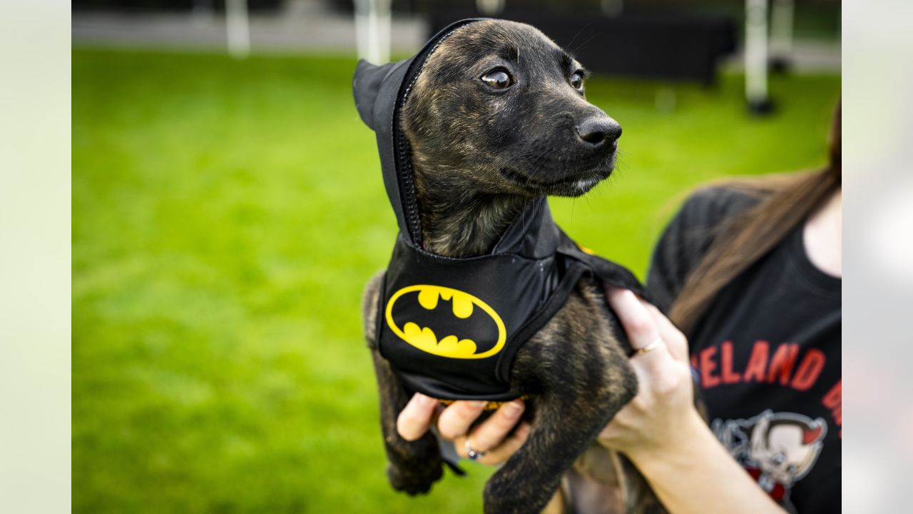 NFL Cleveland Browns Dog Costumes