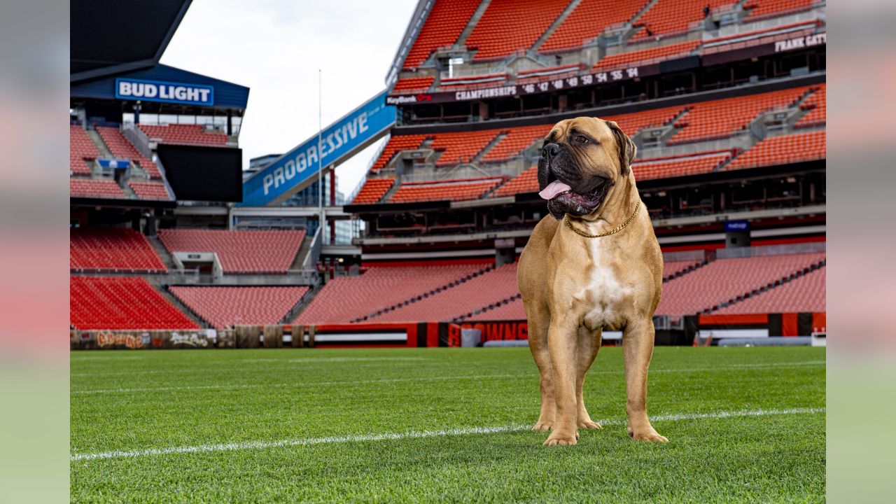Swagger, Cleveland Browns mascot, dies at 6