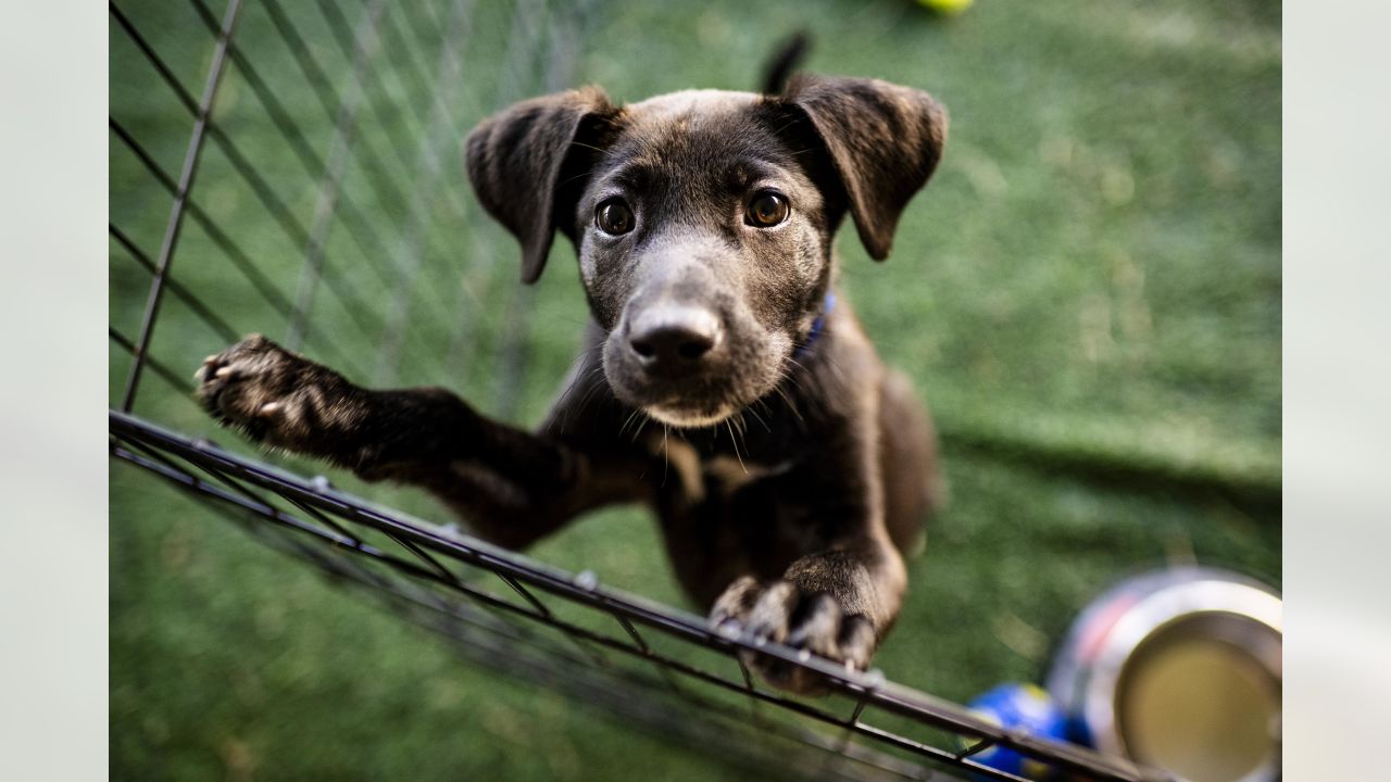 Cleveland Browns - Puppy Pound is back with #BrownsCamp '22! 