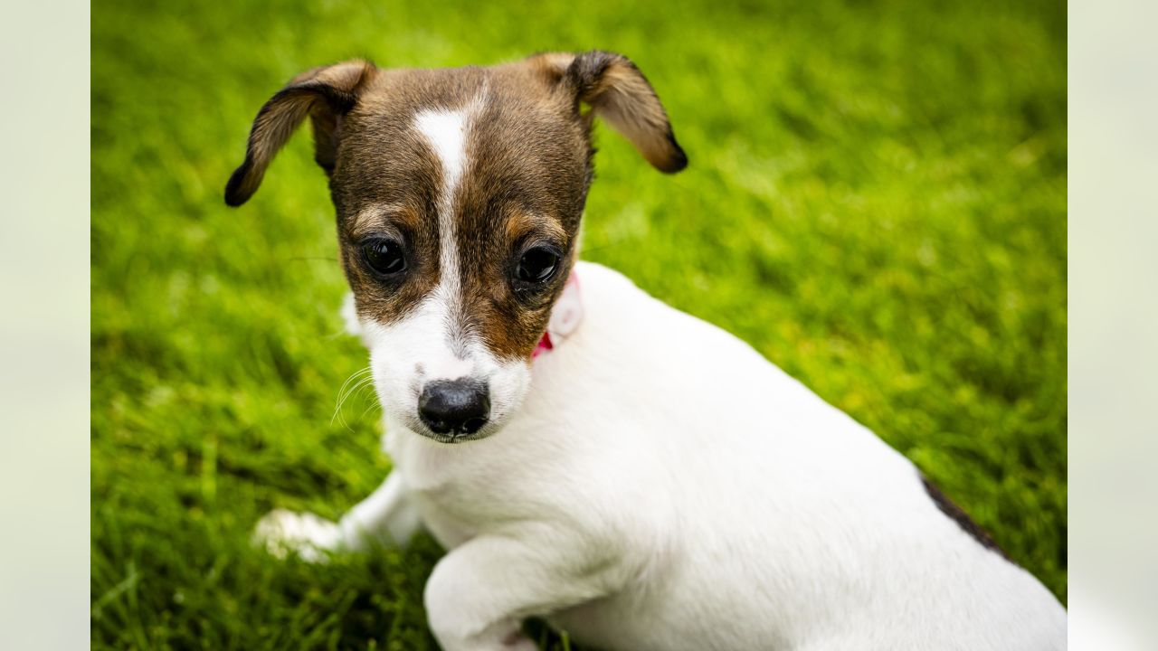 Cleveland Browns Help 82 Ohio Puppies Get Adopted, Look At Them!!!