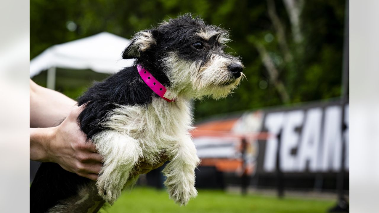 In the dog days of summer, the Cleveland Browns' puppy adoption