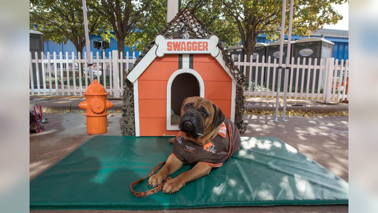 Browns mourn the loss of 'beloved' bullmastiff mascot Swagger at 6 years old