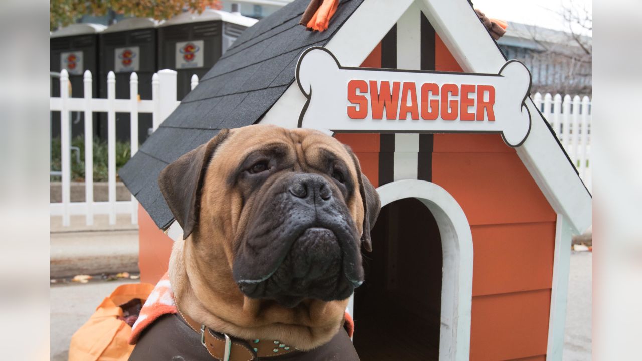 Swagger, the Cleveland Browns bullmastiff mascot, is retiring after  Sunday's game