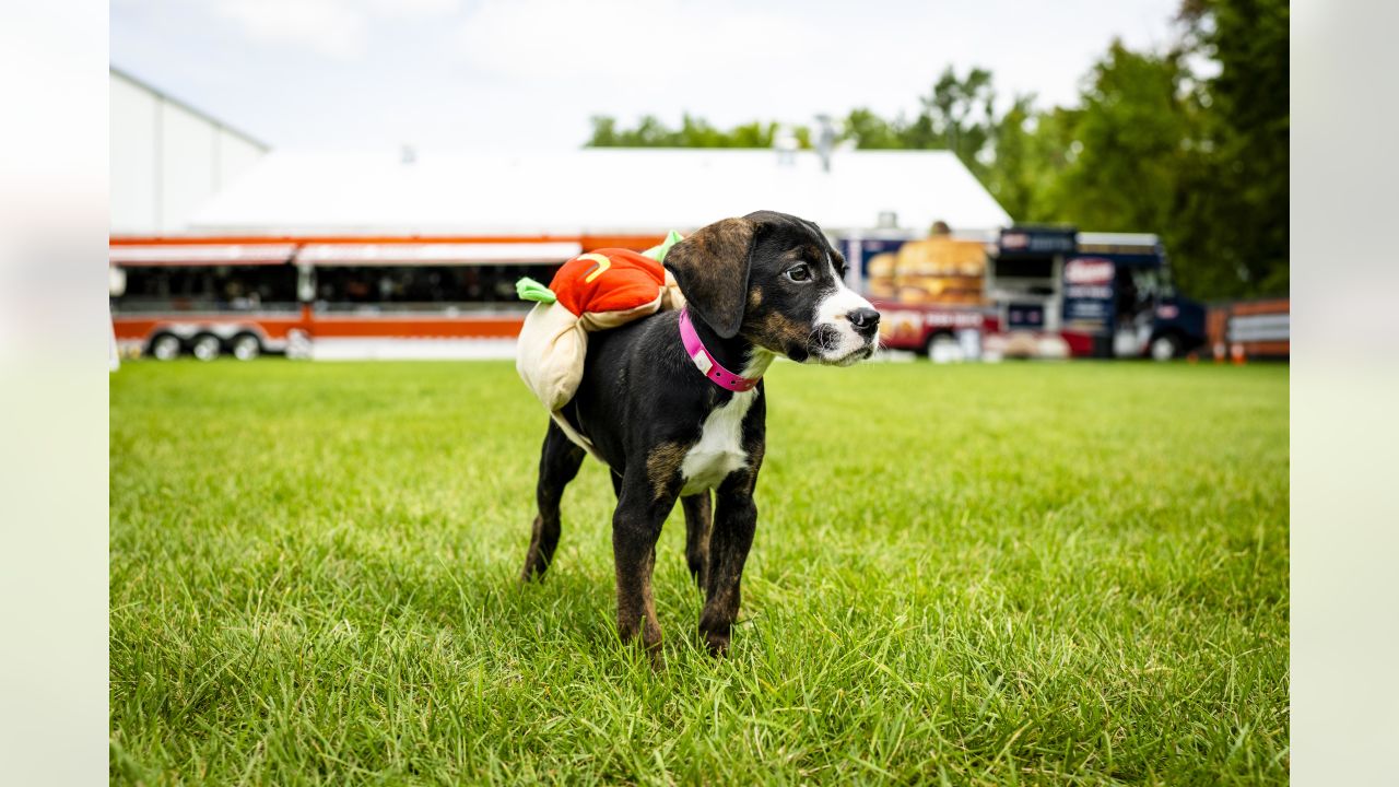 Cleveland Browns Dog Jerseys, Browns Pet Carriers, Harness