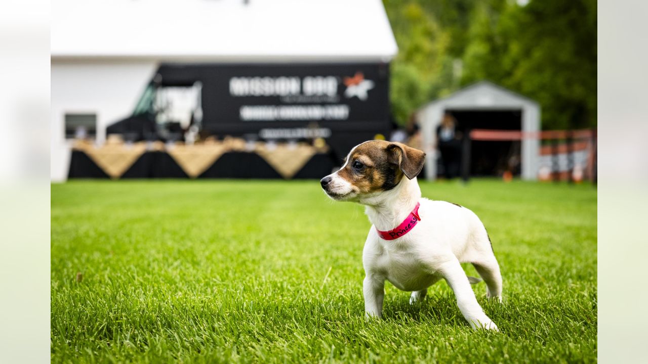 In the dog days of summer, the Cleveland Browns' puppy adoption