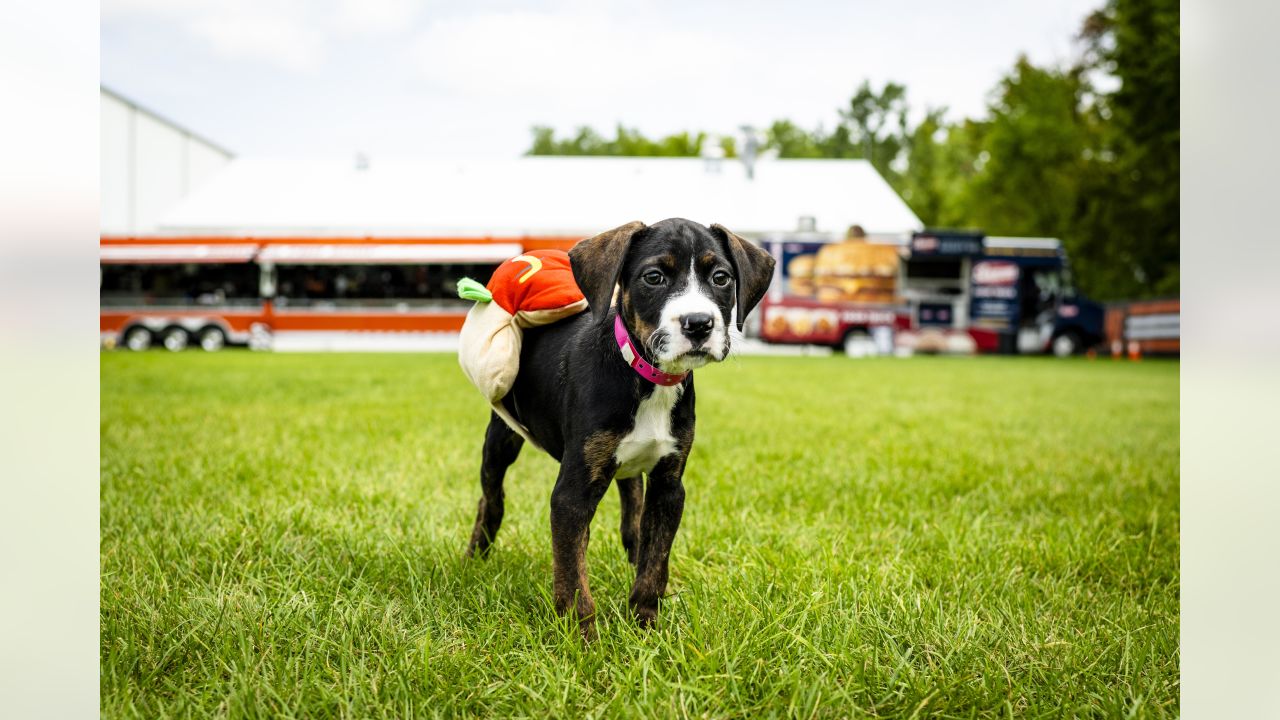 Cleveland Browns Inspired Dog Leash 