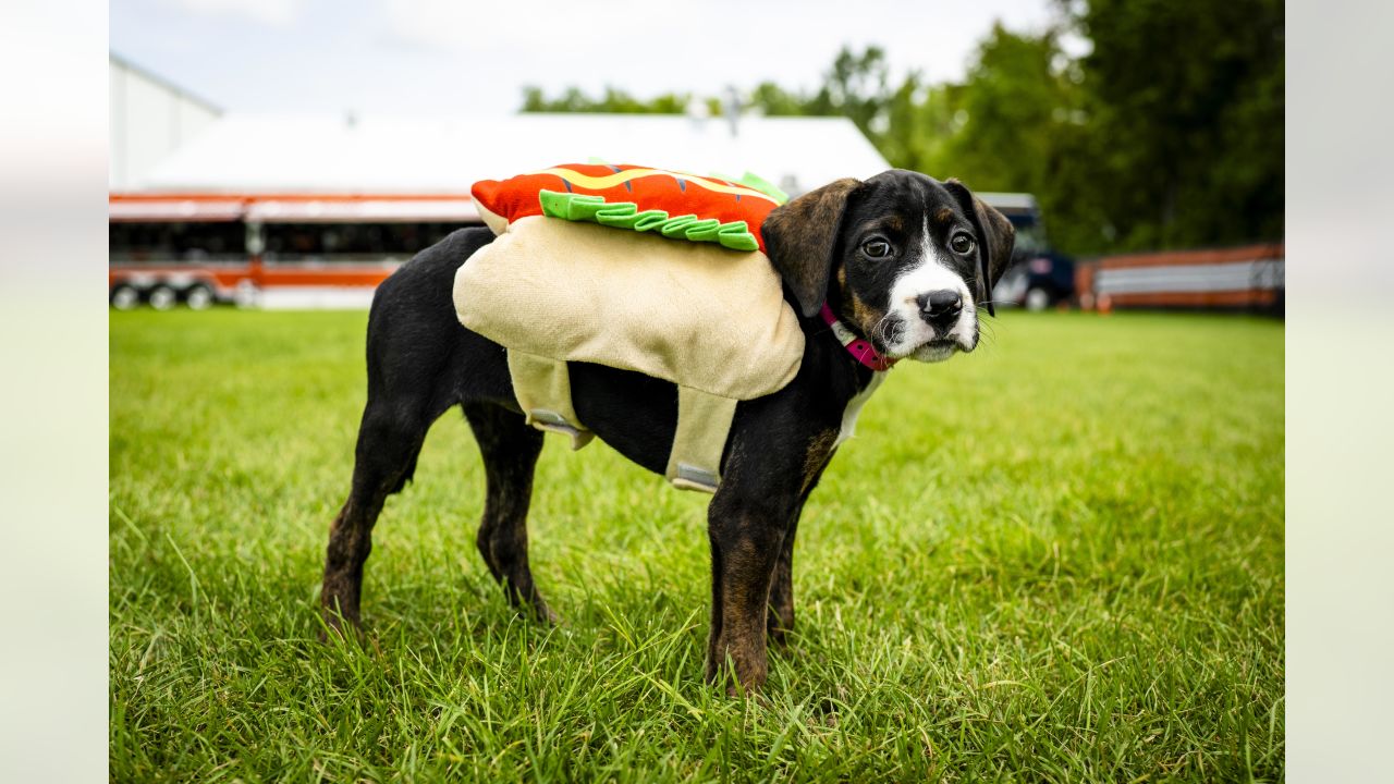 cleveland browns dog costume