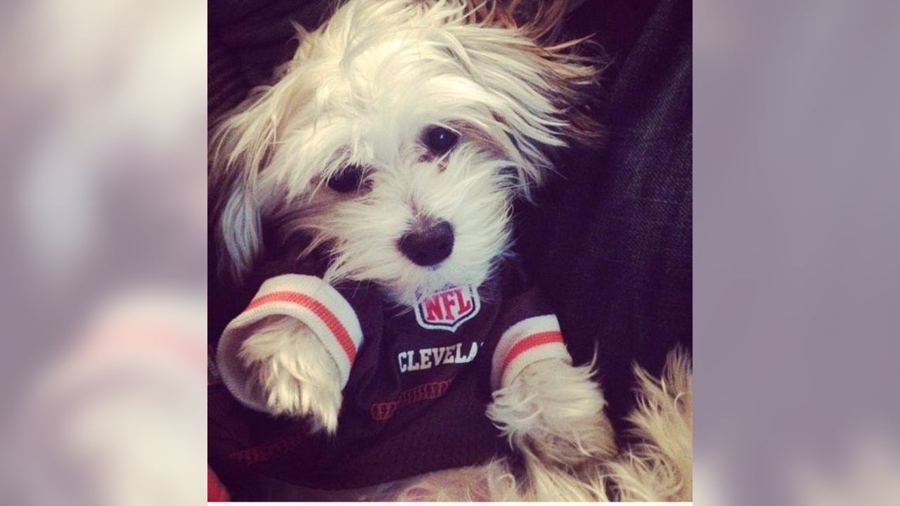 The NFL celebrates National Dog Day