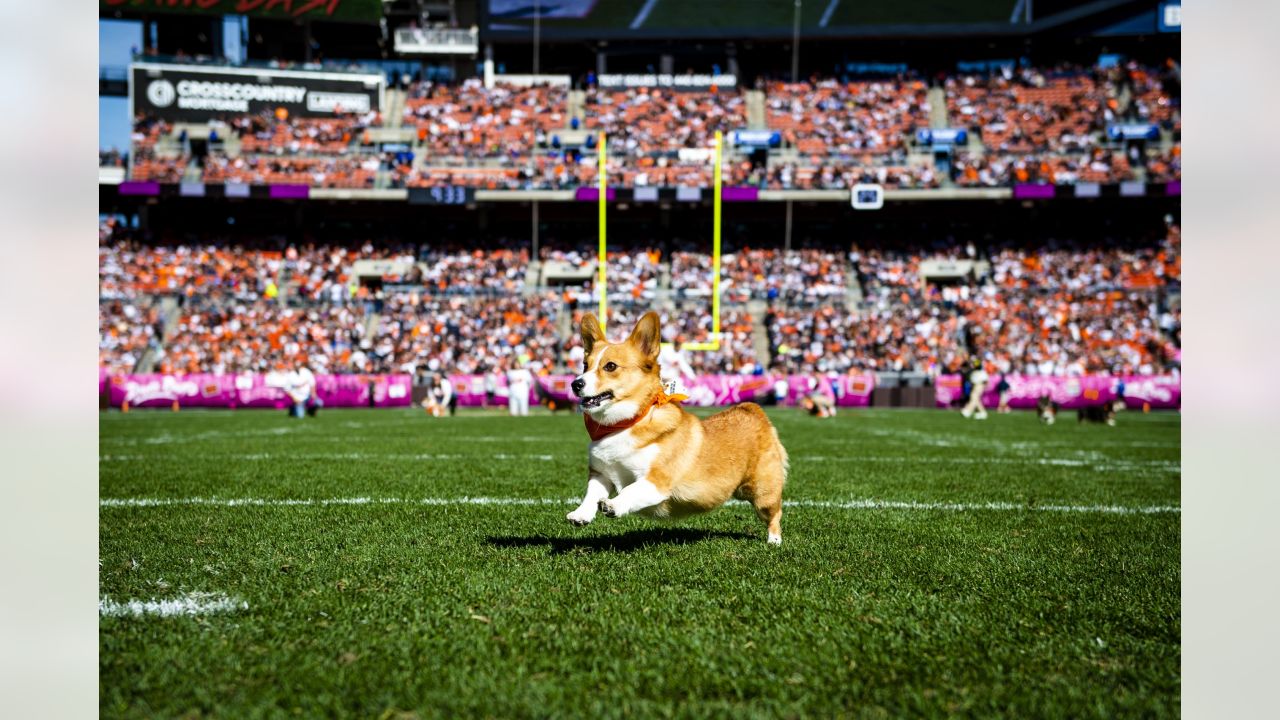 Finishing Race Corgi