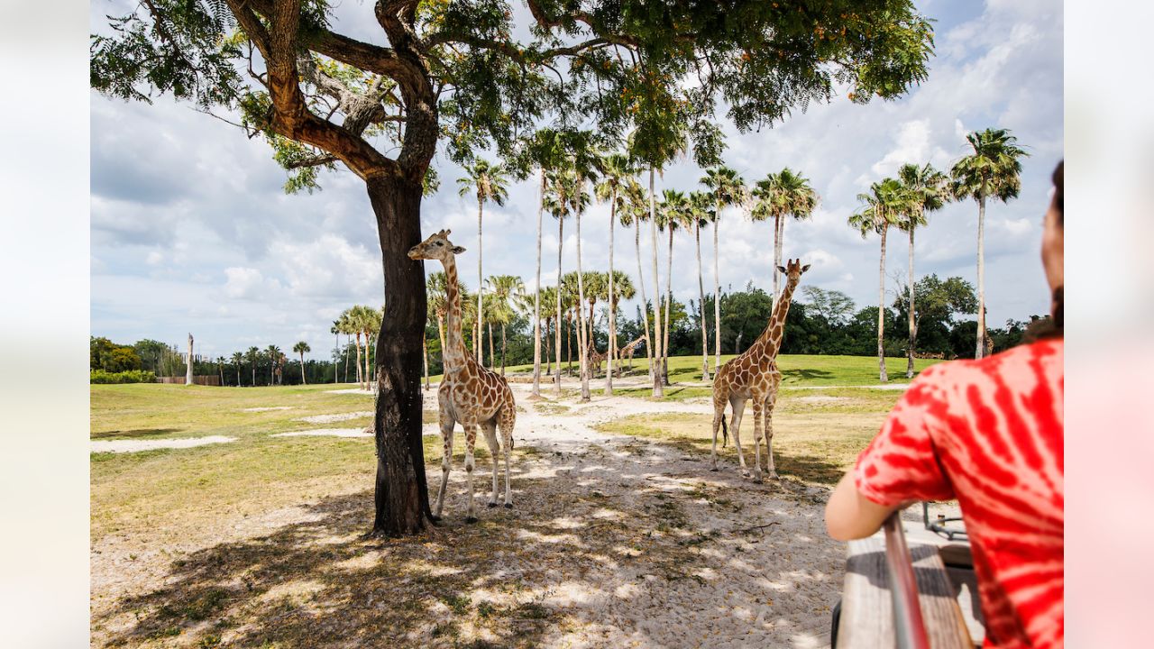 Sean Murphy-Bunting Rides Rollercoasters, Feeds Giraffes at Busch