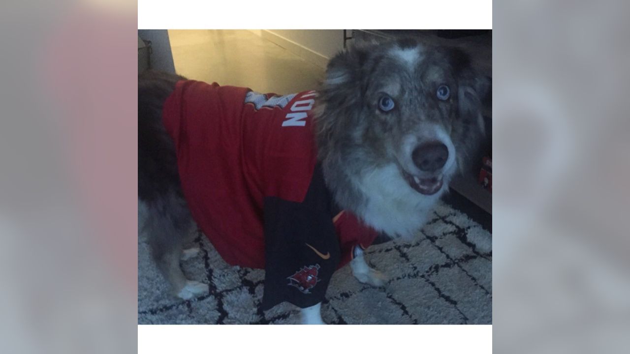 buccaneers dog jersey