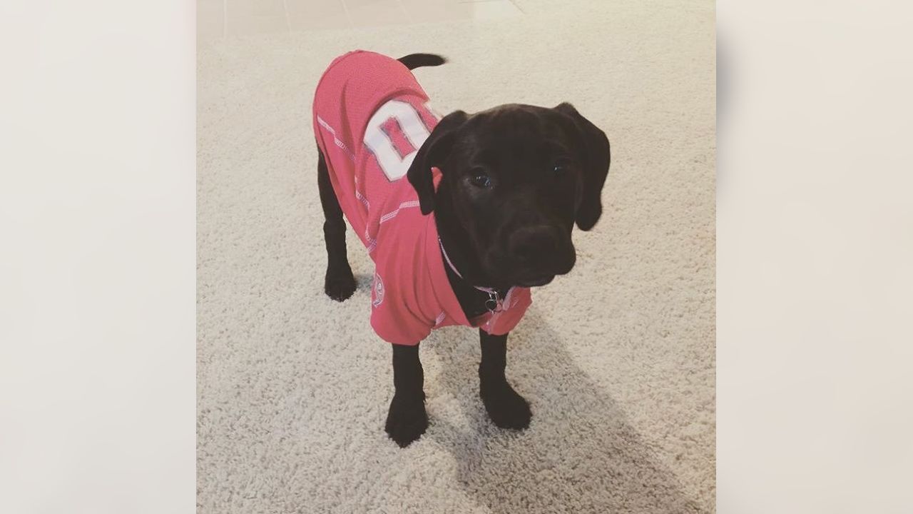 buccaneers dog jersey