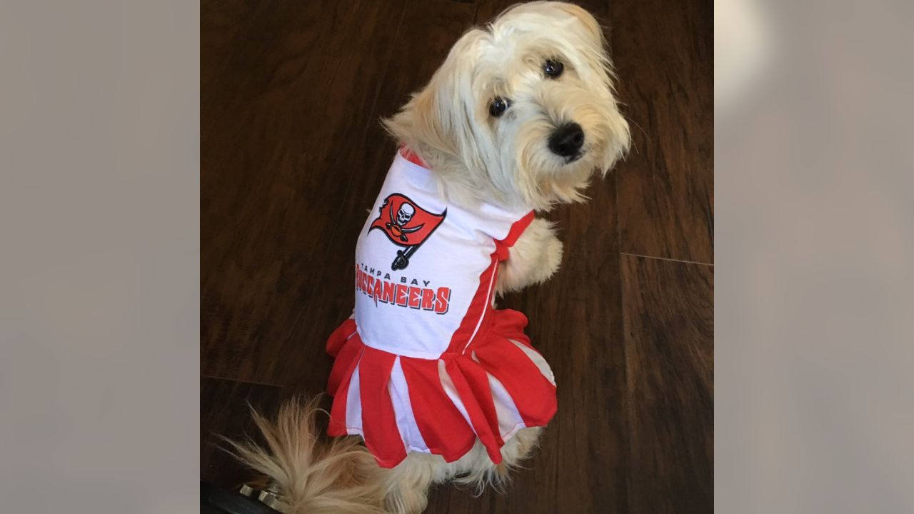 buccaneers dog jersey