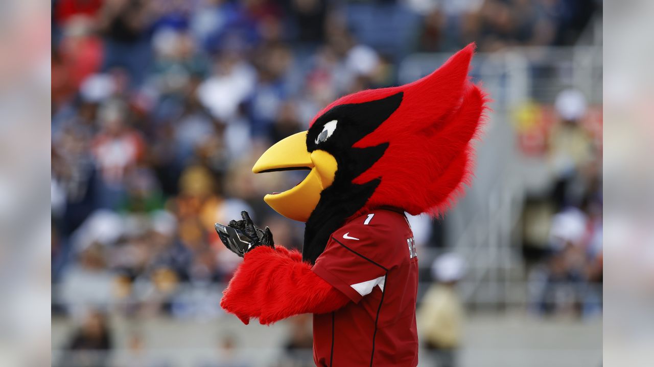 Arizona Cardinals on X: Happy National Mascot Day to the best