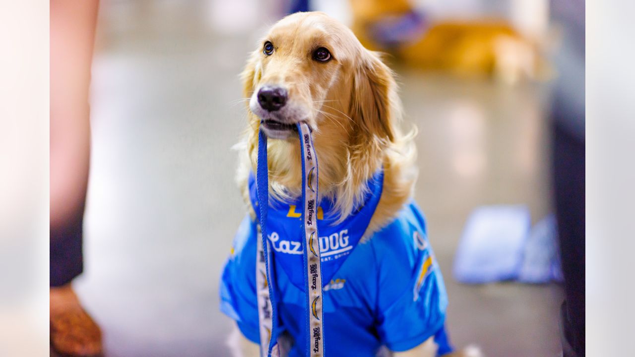 Introducing River, the newest Chargers Pup in partnership with Paws for  Life K9 Rescue