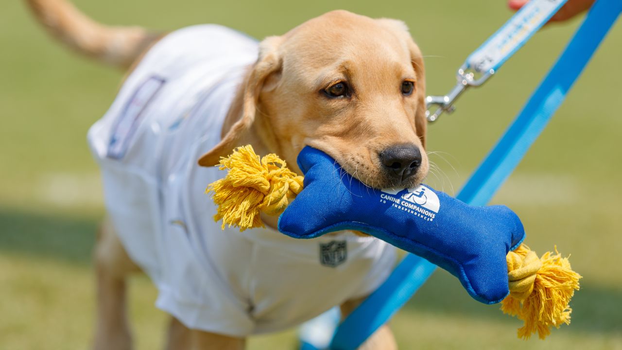 Canine Companions, Los Angeles Chargers Welcome Second Puppy - Canine  Companions