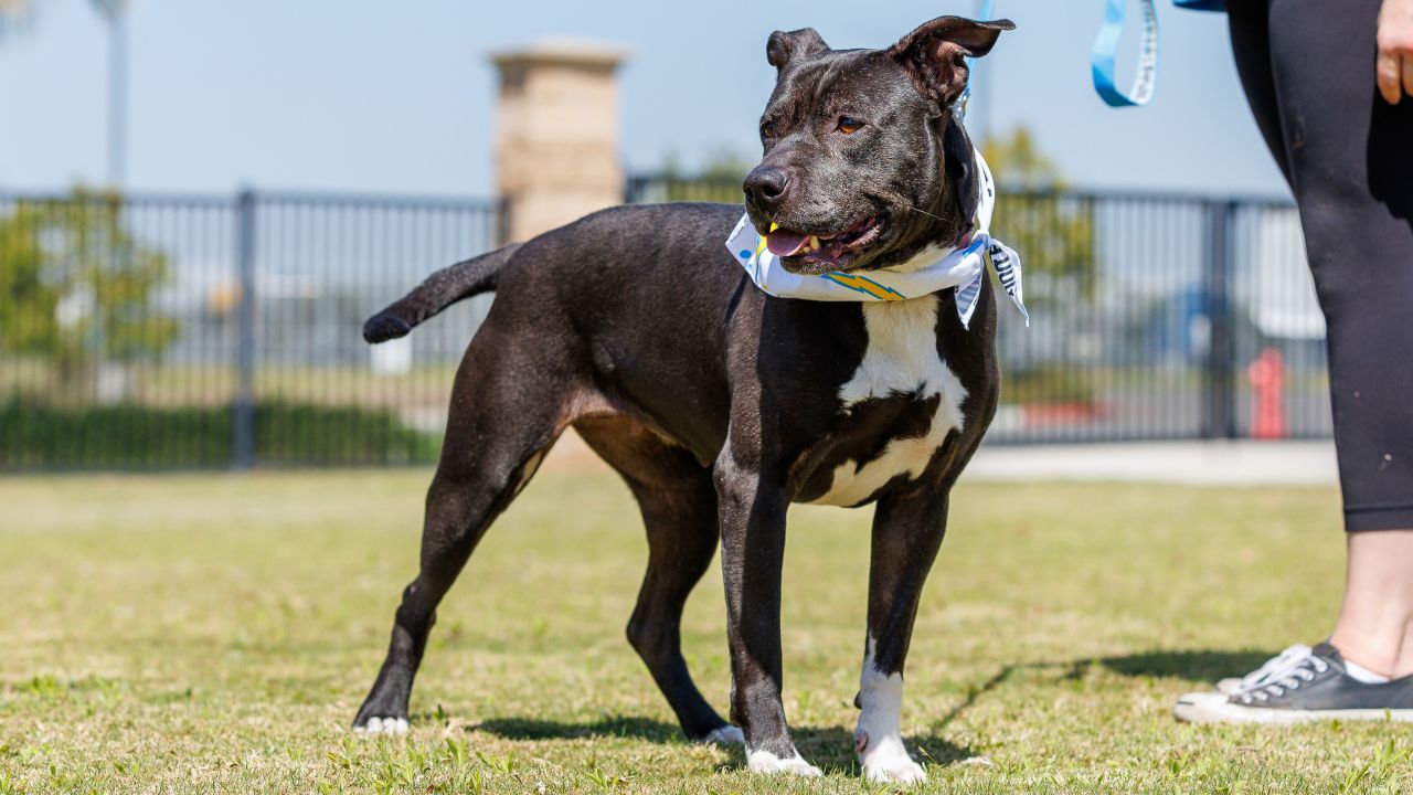 Chargers Dog Draft Prospects