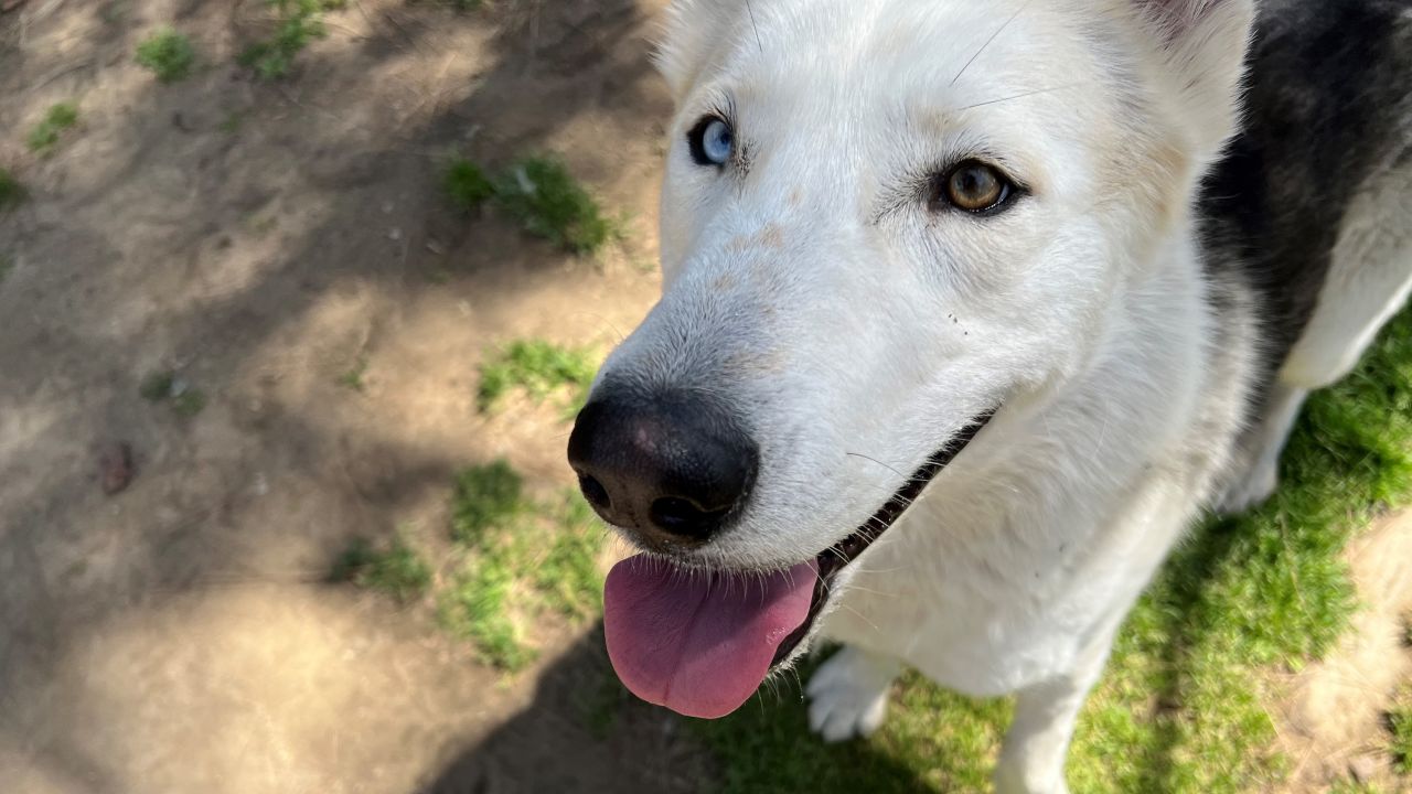 Chargers Spreading Awareness About Dog Rescue through Dog Draft