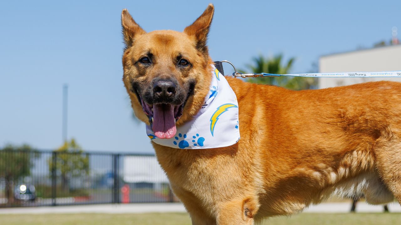 Chargers Spreading Awareness About Dog Rescue through Dog Draft