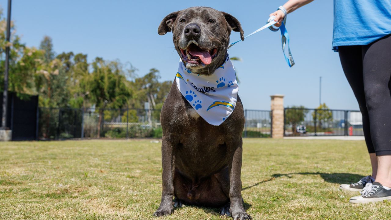 Chargers Spreading Awareness About Dog Rescue through Dog Draft