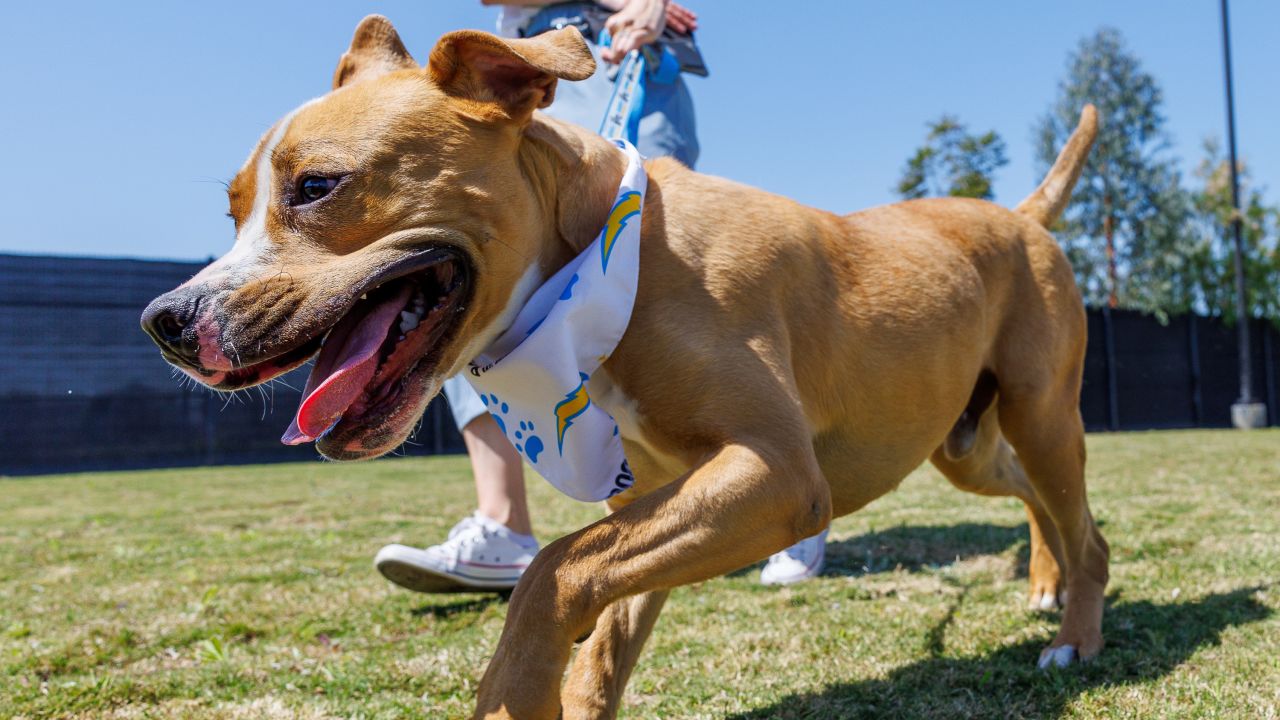 Dog Draft Hits Home for Chargers Organization