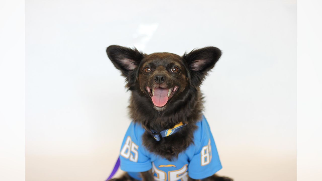 Chargers Dog Draft Prospects