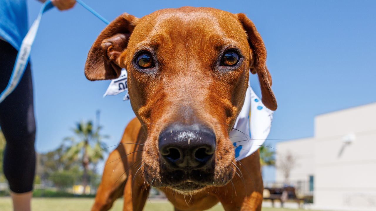 Chargers Dog Draft Prospects